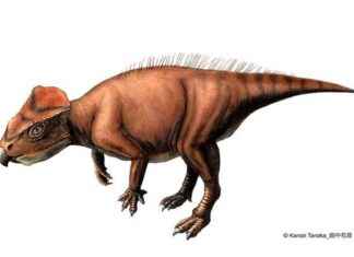 New Dinosaur Species Discovered at Fossil Site in Hyogo, Japan news-14092024-033926