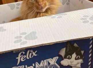 Purina’s 41p ‘Pick ‘n’ Mix’ Cat Food: Reducing Waste and Costs news-15092024-073007