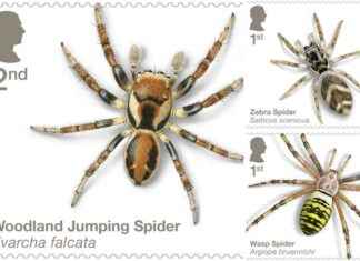 Spiders of the UK: Royal Mail’s New Stamp Collection Celebrates Arachnids news-16092024-054638