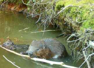Rare Birth of Beavers in Hampshire After 400-Year Absence news-17092024-020742