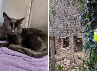 Rescued Cat Trapped in South London Home Walls for 10 Hours news-17092024-192849