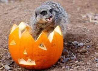 Dracula the Meerkat: London Zoo’s Kid-Friendly Thrill Seeker news-19092024-230327