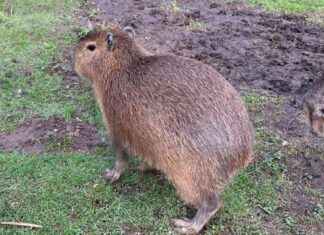 Recaptured Capybara Cinnamon After Week-Long Escape news-21092024-161855