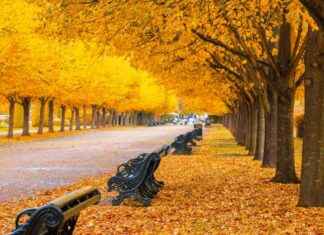 Best Autumn Walks in London: Enjoy Fresh Air and Scenic Views news-22092024-113035