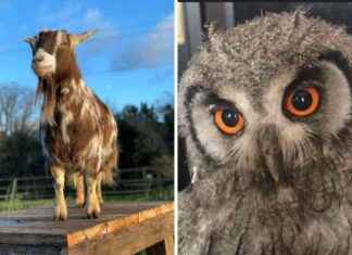 South London Community Farm at Risk of Closure Due to Rising Expenses news-24092024-143208