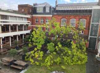 Goldsmiths Campus Landmark Tree Falls in Storm – Update on Fallen Tree at Goldsmiths Campus news-26092024-071614