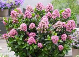Year-Round Interest Shrub: Ultimate Garden Showstopper! news-27092024-085104