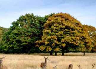 Top Autumn Destination in the UK: Stunning Park Voted Most Beautiful news-29092024-063228