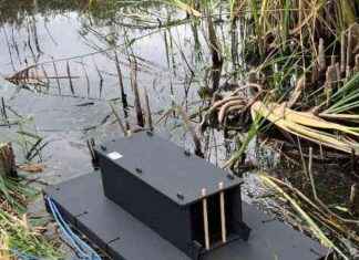 Eliminating Mink Infestations: A Guide to Wild Mink Removal news-30092024-015354