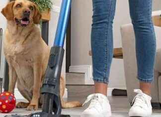 Best Deal: Henry Cordless Vacuum on Sale – Perfect for Removing Dog Fur news-30092024-140202