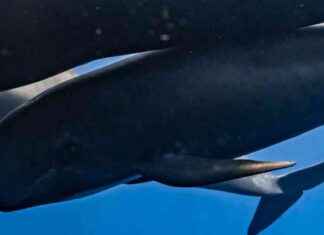 Pilot Whale Carcass Found on Isle of Wight Beach news-05102024-193349