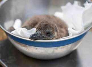 Endangered Penguin Chicks Named After Oasis Frontmen: Unique Zoo Initiative news-11102024-084002