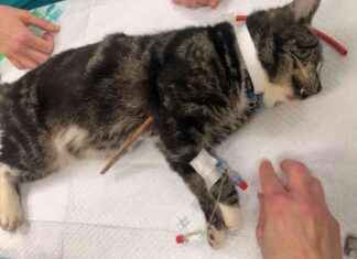 Protect Your Pets: Why Capping Bamboo Canes Is Crucial for Garden Safety news-11102024-172315