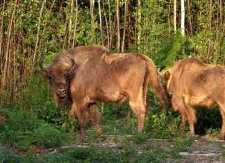 Bison Introduce 2 New Calves to Kent Woodland Herd news-17102024-021732
