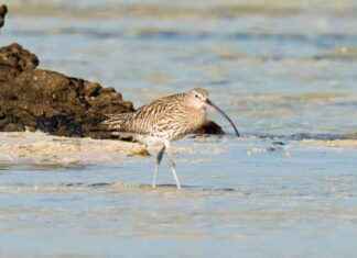 Rediscovery of Bird Species Believed Extinct for Nearly 30 Years news-18112024-045019