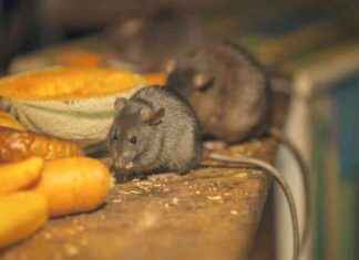 Unlicensed Restaurant and Sports Bar Shut Down Due to Rat Infestation unlicensed-restaurant-and-sports-bar-shut-down-due-to-rat-nfestation