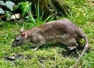 Warning: Rat Invasion Alert for Brits Before Storm Eowyn – London Business News warning-rat-nvasion-alert-for-brits-before-storm-eowyn-london-business-news