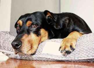 Apology Etiquette: How to Say Sorry for Stepping on Dog’s Paw apology-etiquette-how-to-say-sorry-for-stepping-on-dogs-paw