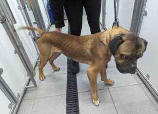 Banned Owner of Malnourished Mastiff Faces Animal Cruelty Charges banned-owner-of-malnourished-mastiff-faces-animal-cruelty-charges