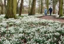 Discover the Stunning Snowdrop Carpet: Best Walking Spots discover-the-stunning-snowdrop-carpet-best-walking-spots