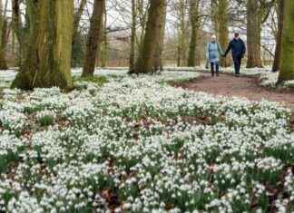 Discover the Stunning Snowdrop Carpet: Best Walking Spots discover-the-stunning-snowdrop-carpet-best-walking-spots