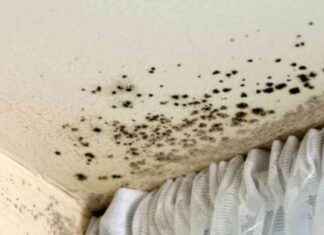 Living with Damp and Mould: Asthma Family’s 3-Year Struggle living-with-damp-and-mould-asthma-familys-3-year-struggle