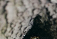 London Borough Of Waltham Forest: Discover Hidden Gems And Secrets