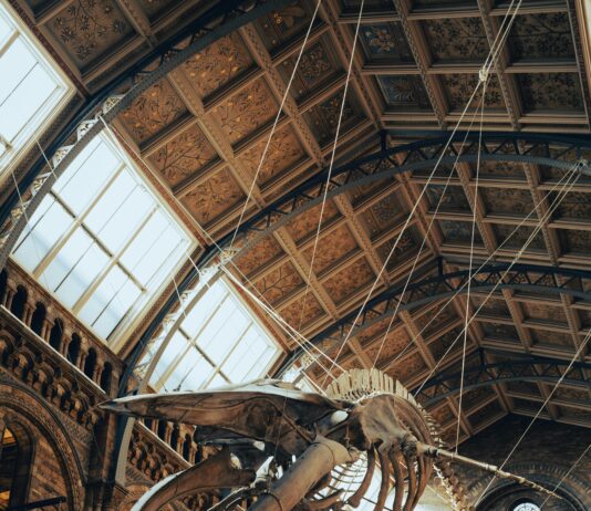 National History Museum London: Discover Secrets That Amaze