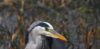 The Great Fire of London: Uncover Shocking Facts and Secrets