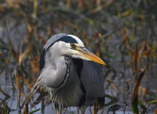 The Great Fire of London: Uncover Shocking Facts and Secrets