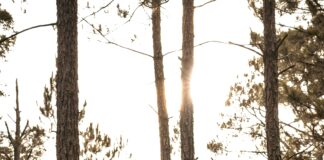 Phantom Of The Opera London: Unveiling Secrets Behind The Magic