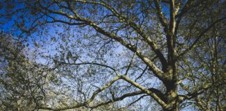 Horses Loose In London: Shocking Sight That Will Amaze You