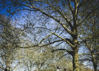 Horses Loose In London: Shocking Sight That Will Amaze You