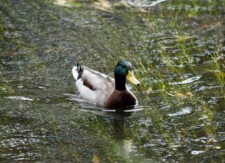 WWT London Wetland Centre: Discover Nature’s Hidden Urban Oasis
