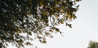 Hilton London Syon Park: Discover Luxury and Tranquil Escape