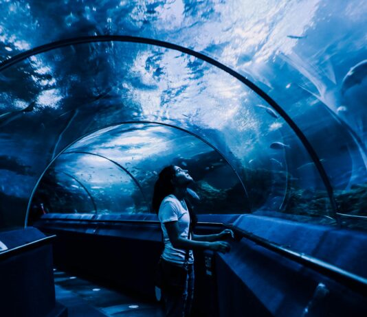Sea Life Aquarium London: Discover Stunning Underwater Wonders