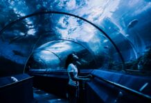 Sea Life London Aquarium Secrets: Discover Stunning Underwater Wonders