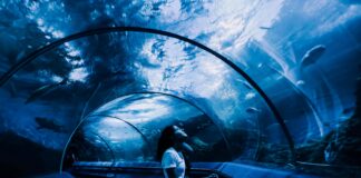 Sea Life London Aquarium Secrets: Discover Stunning Underwater Wonders
