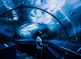 Sea Life London Aquarium Secrets: Discover Stunning Underwater Wonders