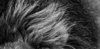 The Lion King London: Unveiling Secrets Behind The Spectacular Show