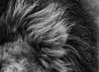 The Lion King London: Unveiling Secrets Behind The Spectacular Show